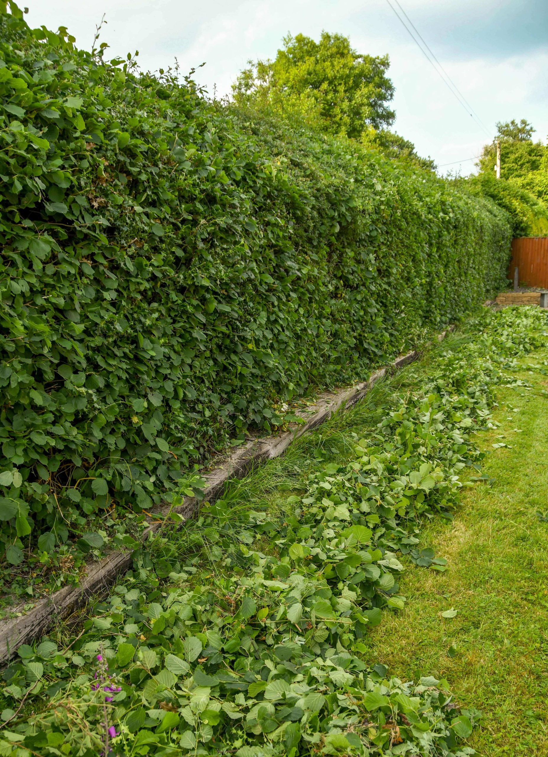 Garden Maintenance Worcester Park KT4